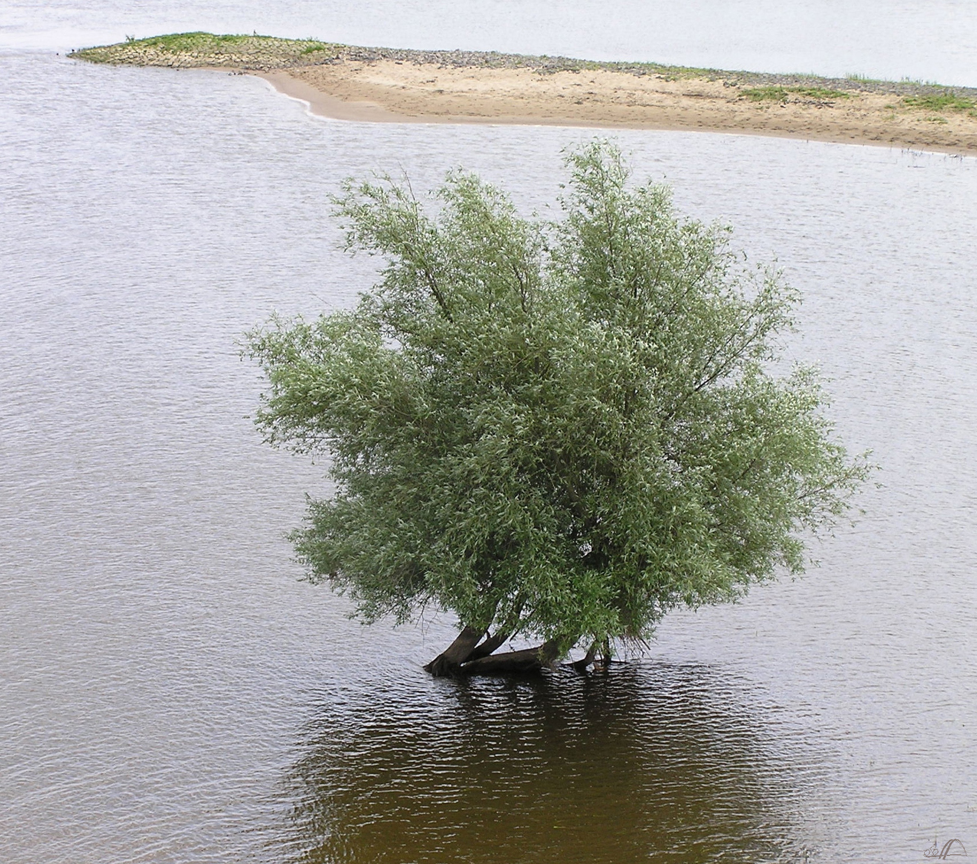 Baum in der Elbe, 2005