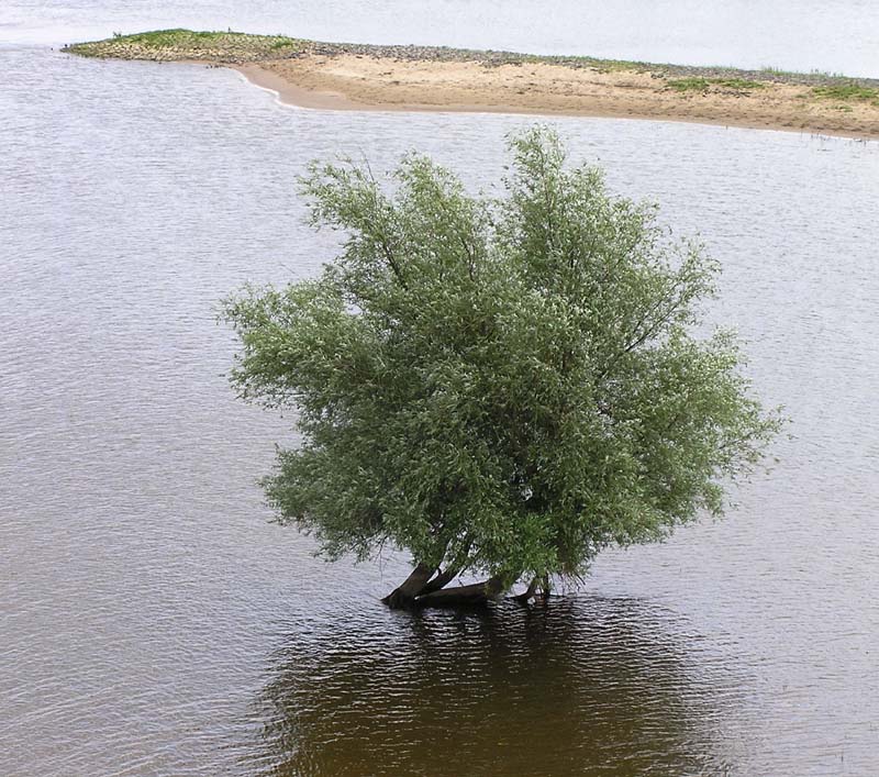 Baum in der Elbe, 2005